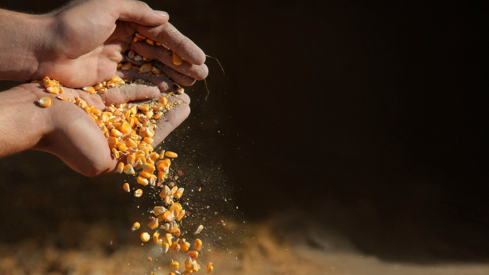 Armazenamento de Grãos